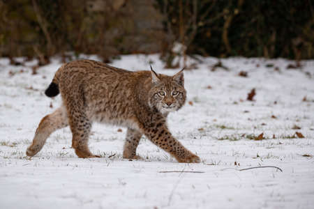 Euroasian lynx face to face in the bavarian national park in eastern germany. European wild cats. Animals in european forests. Lynx lynx.の写真素材