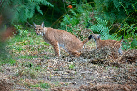 Euroasian lynx face to face in the bavarian national park in eastern germany. European wild cats. Animals in european forests. Lynx lynx.の写真素材