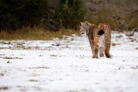 Euroasian lynx face to face in the bavarian national park in eastern germany. European wild cats. Animals in european forests. Lynx lynx.の写真素材