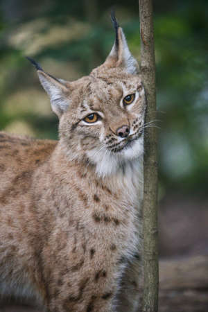 Euroasian lynx face to face in the bavarian national park in eastern germany. European wild cats. Animals in european forests. Lynx lynx.の写真素材