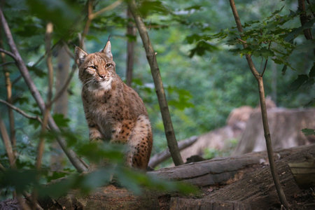 Euroasian lynx face to face in the bavarian national park in eastern germany. European wild cats. Animals in european forests. Lynx lynx.の写真素材