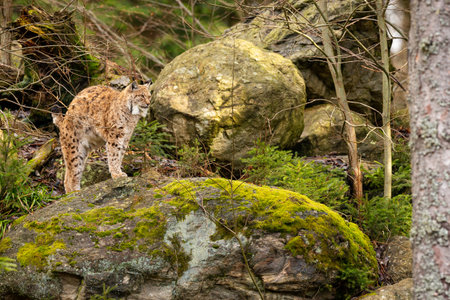 Euroasian lynx face to face in the bavarian national park in eastern germany. European wild cats. Animals in european forests. Lynx lynx.の写真素材