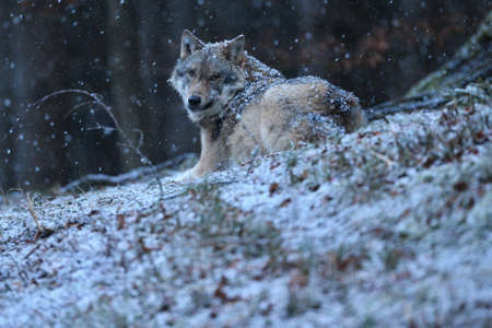 Eurasian wolf in white winter habitat,. Beautiful winter forest. Wild animals in nature environment. European forest animal. Canis lupus lupus.の写真素材