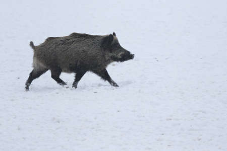 Wild boar in the nature habitat. Dangerous animal in the forest. Czech Republic nature. European...