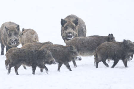 Wild boar in the nature habitat. Dangerous animal in the forest. Czech Republic nature. European wild boar. Sus scrofa.の写真素材
