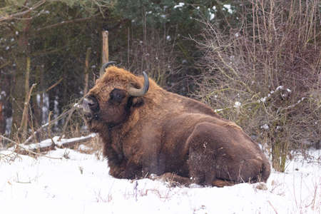 European bison in the beautiful white forest during winter time. Bison bonasus. European animals....