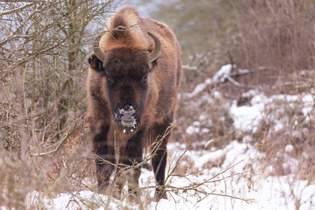 European bison in the beautiful white forest during winter time. Bison bonasus. European animals. Prehistoric creature. Amazing animal in the nature habitat.の写真素材