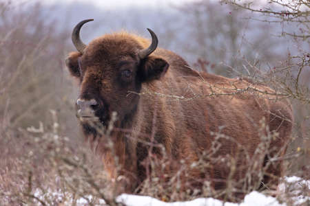 European bison in the beautiful white forest during winter time. Bison bonasus. European animals. Prehistoric creature. Amazing animal in the nature habitat.の写真素材