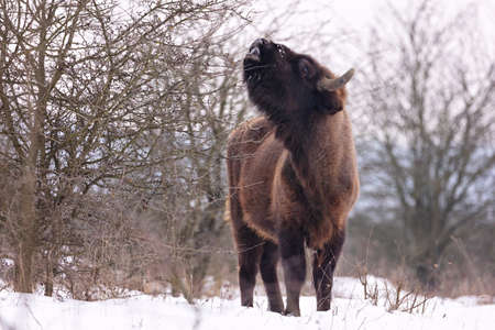 European bison in the beautiful white forest during winter time. Bison bonasus. European animals. Prehistoric creature. Amazing animal in the nature habitat.の写真素材