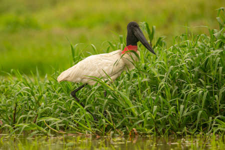 Jabiru stork in the wetlands of a beautiful brasilian Pantanal. Beautiful and very big bird in south america. Jabiru mycteria. Nature habitat picture.の写真素材