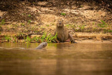 Capybara in the nature habitat of northern pantanal. Biggest rondent, wild america, south american wildlife, beauty of nature.の写真素材