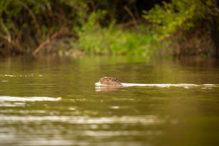 Capybara in the nature habitat of northern pantanal. Biggest rondent, wild america, south american wildlife, beauty of nature.の写真素材