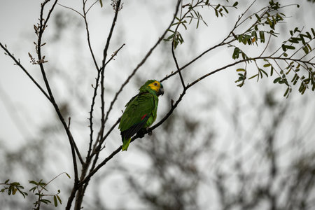 Majestic and colourfull bird in the nature habitat. Birds of northern Pantanal, wild brasil, brasilian wildlife full of green jungle, south american nature and wilderness.の写真素材