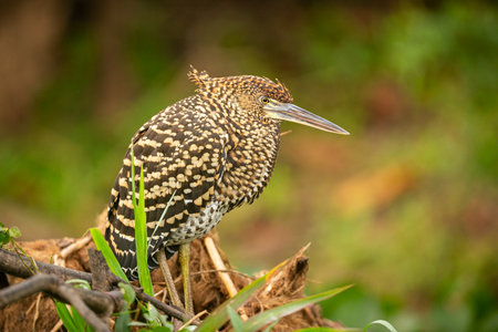 Majestic and colourfull bird in the nature habitat. Birds of northern Pantanal, wild brasil,...