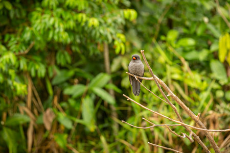 Majestic and colourfull bird in the nature habitat. Birds of northern Pantanal, wild brasil, brasilian wildlife full of green jungle, south american nature and wilderness.の写真素材