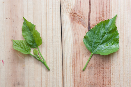Leaf on wood backgroundの写真素材