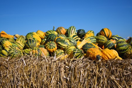 Pretty different types of pumpkins for saleの写真素材