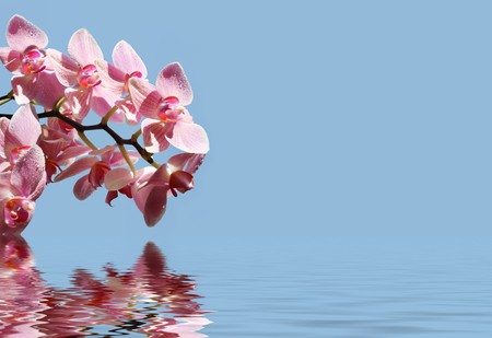 Orchid in the water on a sunny dayの写真素材