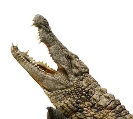 dangerous alligator with open mouthの写真素材