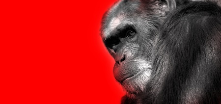 An African monkey in captivity at the zooの写真素材