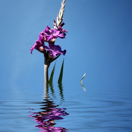 Beautiful purple gladiolas on a blue backgroundの写真素材