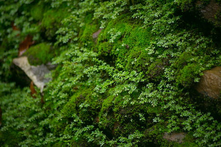 Wet green moss on old stone wall background.の写真素材
