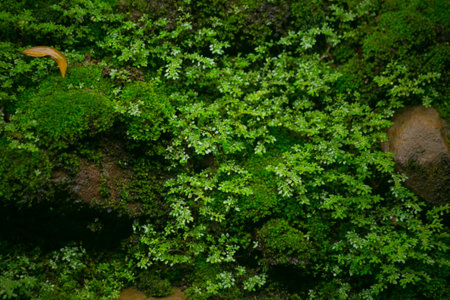 Wet green moss on old stone wall background.