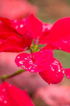 Red leaf of Christmas plant.の写真素材