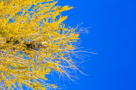 Yellow Ginko tree with blue sky in Japan.の写真素材
