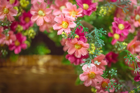 Pink flower vintage color tone background,sweet and love concept.の写真素材