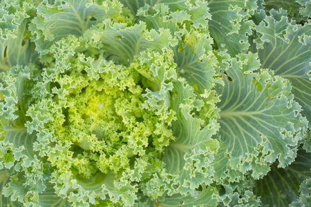 Cabbage Flower, Amazing natural fractal plant.