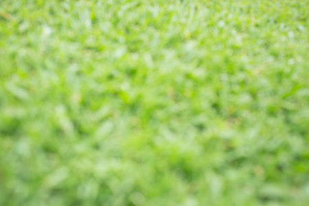 blur green grass abstract for background