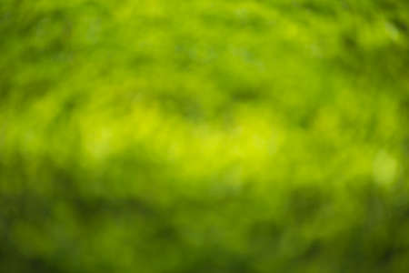 fresh vivid green blurred backgroundの写真素材