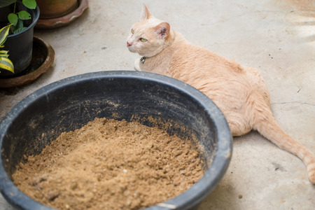 cat with sand for pet toilet.の写真素材