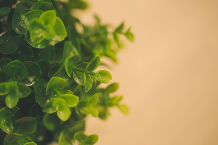 Green leaf with white blur wood background vintage color tone.の写真素材