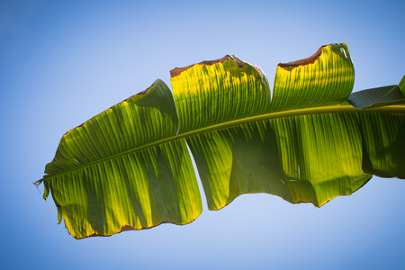 Banana leafの写真素材