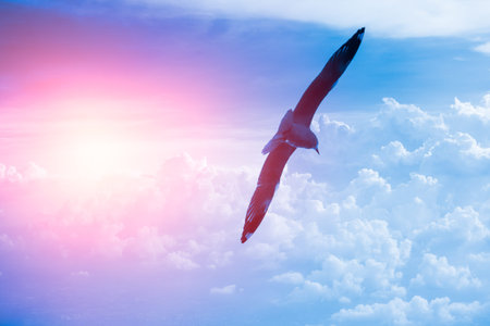 Bird fly with Cloud and sun background blue color tone, Freedom and International Day of Peace...