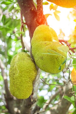 Morning Jack fruit on the tree with green leaves blur background, baby green jackfruit.の写真素材