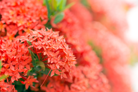 Red Ixora flower in Thailandの写真素材