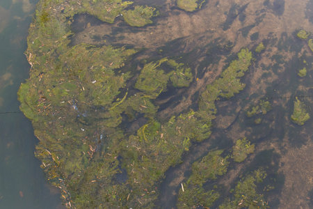 Moss in the river.