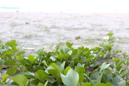 Beach Morning Glory with white sand backgound.の写真素材