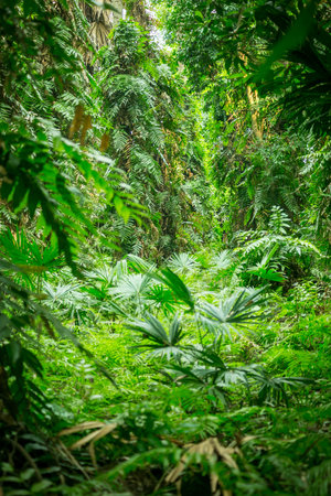 Rainforest or Green forest