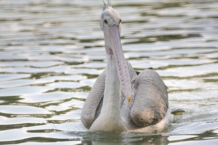 Waterbird, Spot-billed Pelican.の写真素材