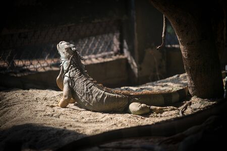Iguana at Dusit Zoo in Bangkok., THAILAND.の写真素材