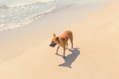 Thai Dog Breed Lonely Walking Alone on The Sea Beach of Pattaya Vintage color tone.の写真素材