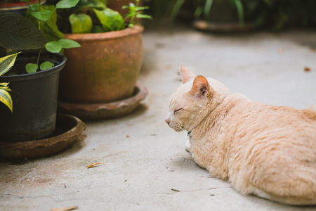 Cat Sleeping in the Garden.の写真素材