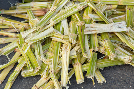 Sugarcane bagasse, nature fiber recycle for biofuel pulp and building materials.の写真素材