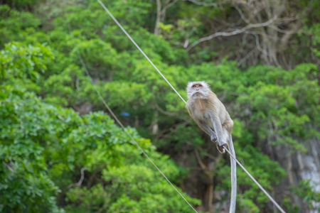 Long tail Macaque Monkey at Tiger cave Krabi Thailand.の写真素材