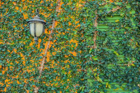 vintage cottage house decorate with ivy green plant.の写真素材
