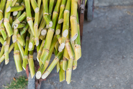 Sugarcane bagasse, source of sweet sugar for food and nature fiber recycle for biofuel pulp and building materials.の写真素材